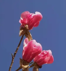 Exploring flowers similar to magnolias (serendipity blooming in the stunning flowers of all four seasons)