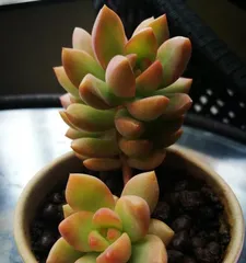 The Complete Guide to Growing Echeveria 'Lemon Lime' (Make Your Succulent a "Golden Beauty!")