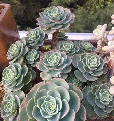 How to safely get through the summer and let Graptopetalum paraguayense thrive (A detailed introduction to the summer care methods for Graptopetalum paraguayense to make your succulent plants healthier)2