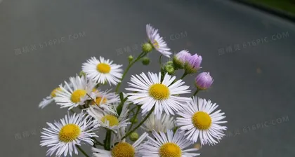 The sister flower of white chrysanthemum—麦盖菜 (Explore the relatives of white chrysanthemum, understand the characteristics of麦盖菜)