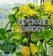 The Secret to Thriving Pothos Plants (Master the Key Techniques to Create a Lush Pothos Paradise)
