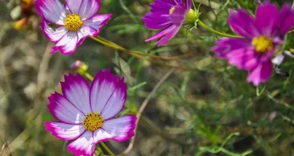 The Growth Characteristics and Cultivation Techniques of Cosmos (How to Grow Perennial Cosmos)