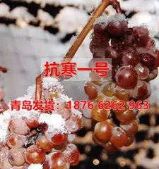 The Secret to Preserving Indoor Grapes in Winter (How to Prevent Winter Indoor Grapes from Rotting)