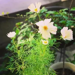 Chrysanthemum Indoor Cultivation Guide (Make Your Indoor Space Full of Color with These Techniques!)