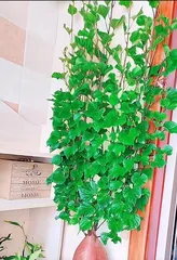 Pot plant art with sweet potato sprouts (Discovering the source of beauty - The charm and creativity of sweet potato pot plants)