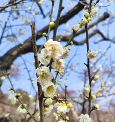 How to prevent plum leaves from wilting? (Master the correct care methods to keep plum trees lush and less prone to wilting)