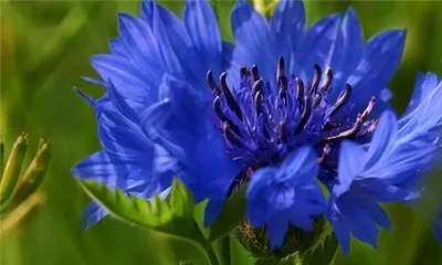 The flowering time and frequency of cornflowers (Exploring the blooming period and inflorescences of cornflowers)