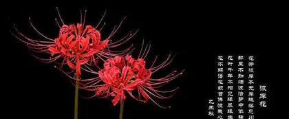 The meanings of different colored lotus flowers (unveiling the connotations and symbolism of different colored lotus flowers)