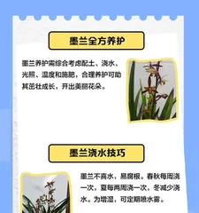 How to Promote the Blooming of Mo兰花 (Master the Key Techniques to Let Mo兰花 Bloom Fragrantly in Your Home)
