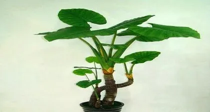 The cutting method and precautions for Syngonium podophyllum (Master the correct techniques to make your Syngonium pot plant more beautiful)