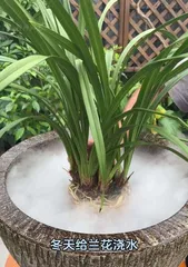 Key Points for Caring for Clivia Miniata During Winter (How to Nurture Healthy Growth in Clivia Miniata During Cold Seasons)