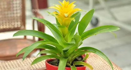 The toxicity of pineapple and its suitable growing environment (Pineapple toxicity, cultivation methods, and suitable environment)