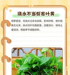How to deal with yellowing leaves of pothos? (Causes of yellowing leaves of pothos and effective treatment methods)