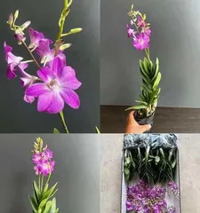 Dendrobium autumnale Care Guide (Creating an Autumn Feast in the Garden) 3