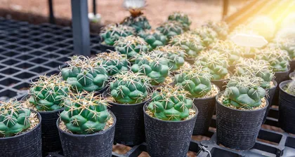 The Propagation Techniques and Precautions for String of Pearls Succulents (Master the secrets of string of pearls succulent division to make your plants stronger and healthier)