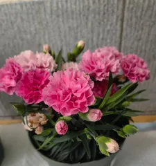 Methods and Tips for Caring for Carnations at Home (Creating a Beautiful Garden, Starting with Carnations)