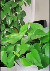 The reason why pothos leaves become greasy and sticky and solutions (Unveiling the reasons behind pothos leaves turning greasy and sticky, helping you solve the problem of pothos leaves being greasy and sticky)