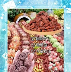 The Perfect Combination of Volcanic Rock and Succulents (Exploring the Role and Methods of Volcanic Rock in Succulent Cultivation)