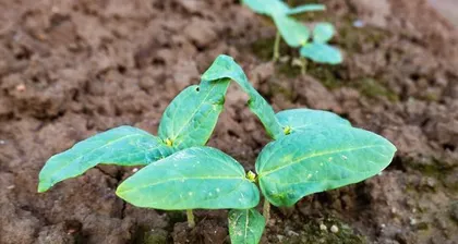 The time and methods for planting kidney beans in spring (select the best sowing period according to regional climate and master basic planting techniques)