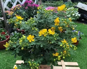 Is the broom a herbaceous or woody plant? (Identify the growth habits and characteristics of broom)