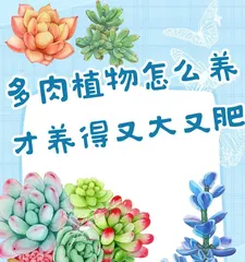 Tips and Techniques for Growing Succulents in Cups (A Simple and Practical Home Succulent Care Guide)