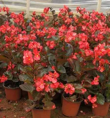 Fertilizing Techniques and Precautions for Four-Season Begonias (Key Points of Fertilizing Four-Season Begonias, Comprehensive Guide to Flower Care Techniques)