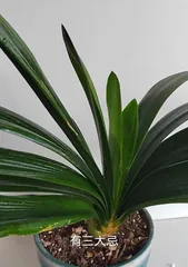 How to Scientifically Care for Clivia? (A Complete Guide to Summer Care Tips) 3