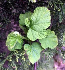 The Way to Care for Spring Flowers (Creating a Beautiful Garden, Starting with Spring Flowers)
