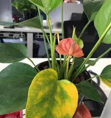 Causes and Solutions for Yellowing Anthurium Leaves (Master the correct care methods to restore vitality to Anthurium)