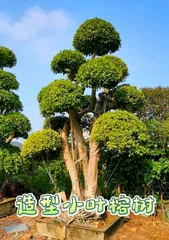 The Techniques and Methods of Bonsai Ficus Retusa (Exploring the Way of Propagation and Growth of Ficus Retusa Bonsai)