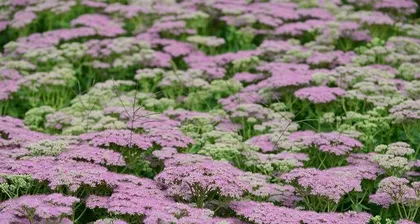 How to cultivate a multi-branched eight treasure sedum? (Planting tips shared, help you easily create a multi-branched potted plant)