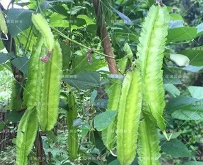 Planting and Caring for Green Beans (Mastering the Growth Patterns of Green Beans for an Easier Harvest) 2