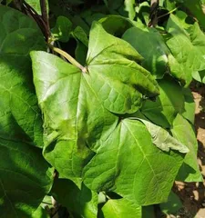 Planting and Caring for Green Beans (Mastering the Growth Patterns of Green Beans for an Easier Harvest) 3