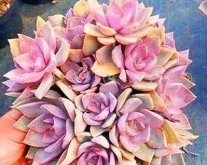 Succulent Propagation Ultimate Guide (All Methods and Precautions Covered, Making You a Succulent Expert)