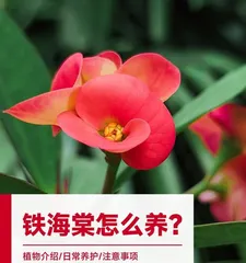 Care and Management of Euphorbia Milii (Understanding the Growth Characteristics of Euphorbia Milii to Create a Fine Piece in the Flower Garden)