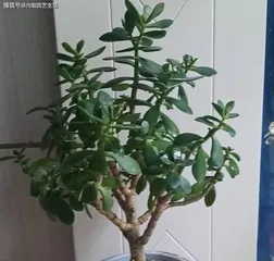 夏日户外植物的养护秘籍(打造炎热夏天的绿色避难所)3
