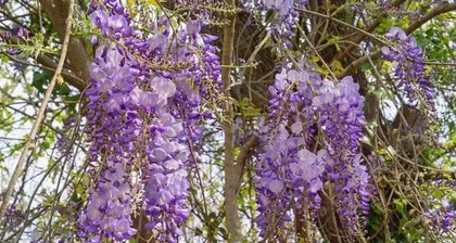 Explore the Wonderful Beauty of Wisteria (A Sea of Wisteria Blooming in Spring)