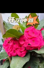 虎刺梅的养护与管理（了解虎刺梅的生长特点，打造花卉园的佳品）2