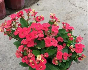 虎刺梅的养护与管理（了解虎刺梅的生长特点，打造花卉园的佳品）3
