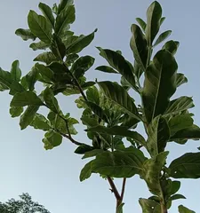The Causes and Solutions for Dieback of Gardenia Leaves (In-depth Analysis of the Causes of Gardenia Leaf Dieback and Providing Effective Solutions)