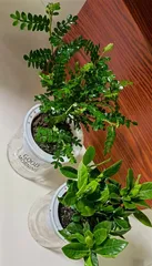 Complete Guide to Hydroponic and Planting Gardenia (Master the Art of Hydroponic Gardenia to Let Your Garden Bloom with Fragrance)