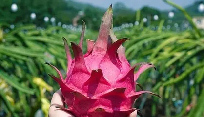 The Art of Choosing Fertilizer for Pitaya (Master Correct Fertilization to Promote Pitaya's Vigorous Growth)
