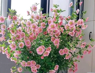 A Complete Guide to Growing and Caring for Hibiscus (Master the Techniques of Hibiscus Planting and Maintenance to Keep Your Garden Blooming Beautifully All Year Round)