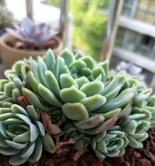 How to care for the Star Prince in winter? (Star Prince care secrets in the cold season)
