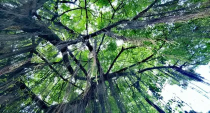How to properly care for a fig tree's eyes? (Focusing on the fig tree's eyes, exploring proper care methods)