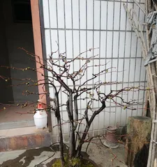 Pot Care Techniques for Pyracanthus Topiary (Creating Charming Bonsai, Enjoying the Beauty of Nature)