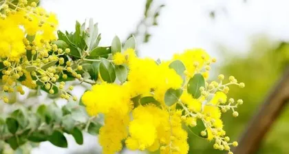 Exploring the Mystery of Austria's National Flower (Analyzing from History to Culture)