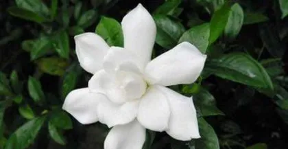 The Benefits and Precautions of Growing Gardenias at Home (Create a Fragrant Home and Let Gardenias Add Joy to Your Life)