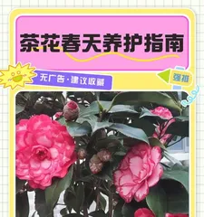 The Secret to Caring for Camellias (Understanding Light Requirements and Tips to Avoid Sunburn)