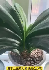 Exploring the shaping methods of Clivia Miniata (unveiling its beauty potential and rejuvenating it)